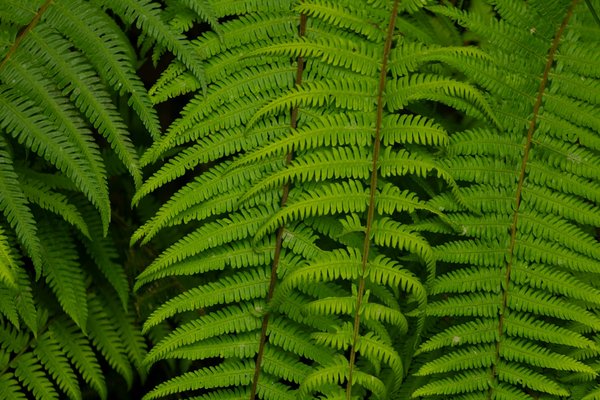 Les secrets du vin de bourgogne : un voyage sensoriel