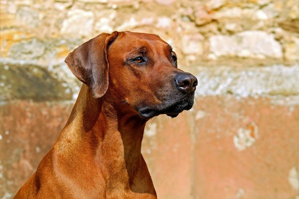 Mutuelle chien 2025 : quelles garanties choisir pour votre animal ?